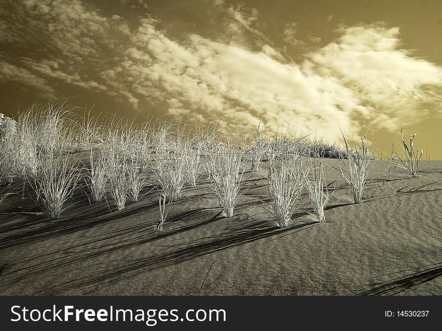Abstract photo of an ocean side dune with sea oats lit by morning sune. Abstract photo of an ocean side dune with sea oats lit by morning sune