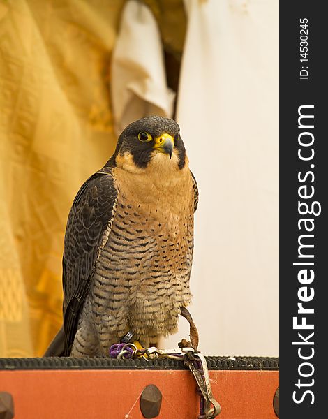 Little peregrine, falcon portrait. European bird