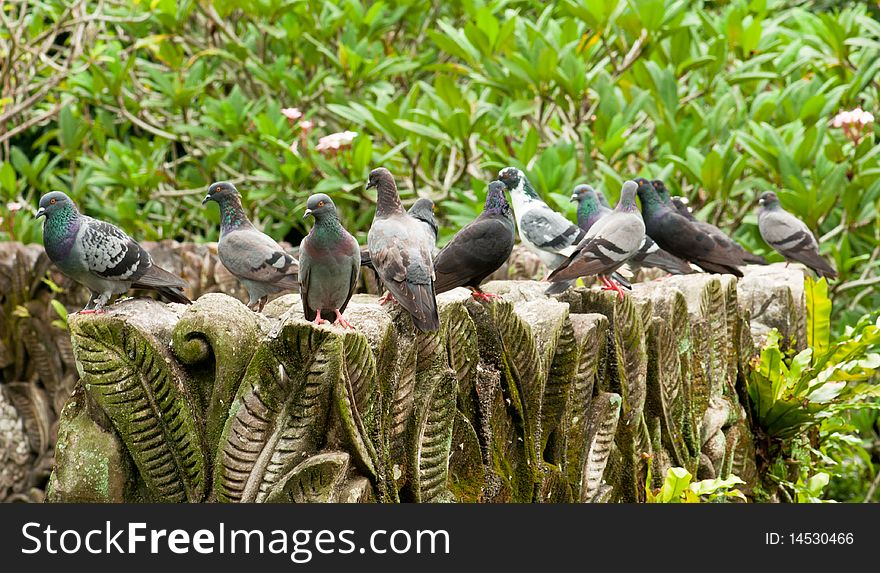 A Group of Pigeons on a Crafted Stone in a Botanic Garden. A Group of Pigeons on a Crafted Stone in a Botanic Garden