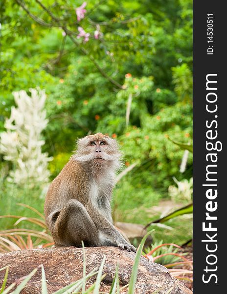 Macaque In The Wild