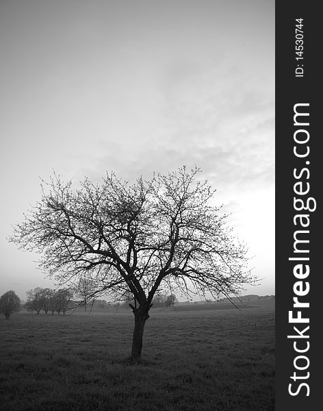 Lonely Tree During Sunset - Black And White