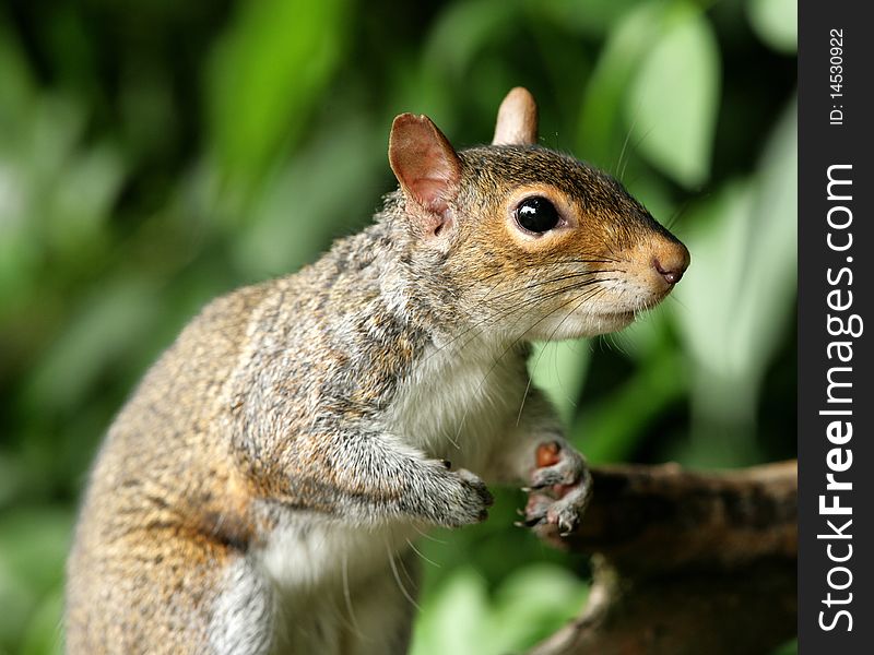 Portrait of a young Grey Squirrel