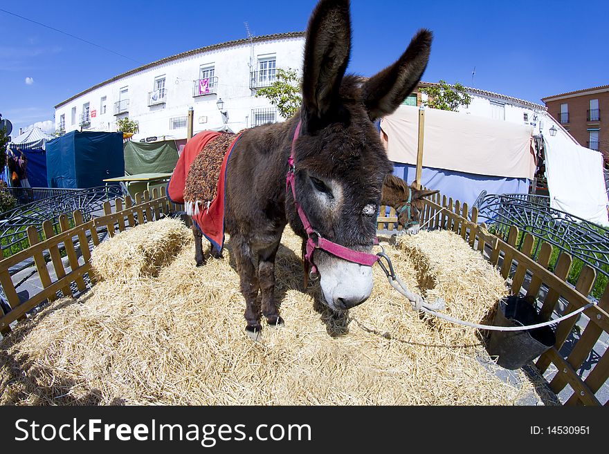 Farmland and  Donkey head portrait