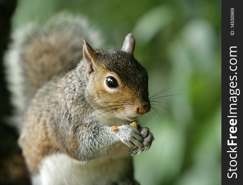 Portrait of a young Grey Squirrel