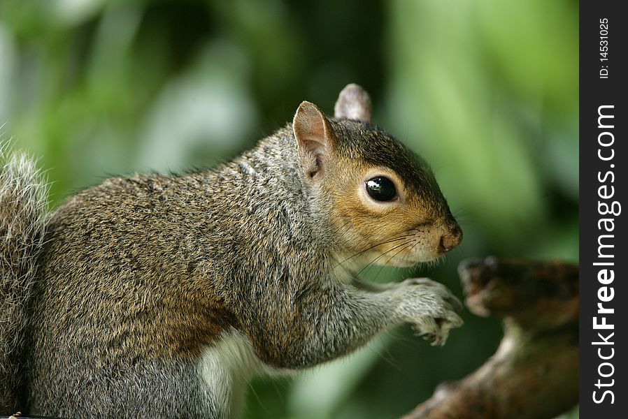 Portrait of a young Grey Squirrel