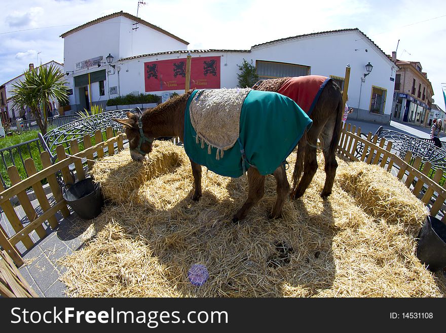 Farmland and  Donkey head portrait