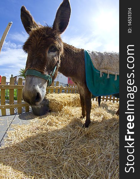 Farmland and  Donkey head portrait