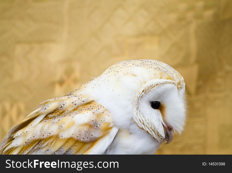 Owl portrait, white little bird