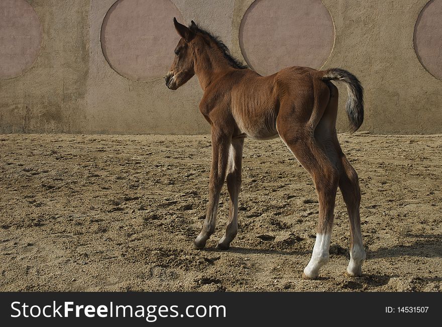 Picture of 3 week old arabian colt