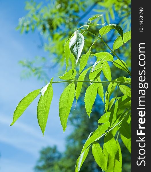 Leafs of tree on the blue sky background