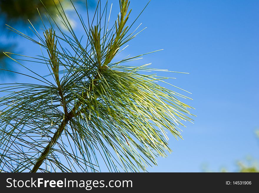 Decorative pine on the blue sky background
