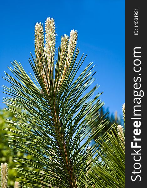 Decorative pine on the blue sky background
