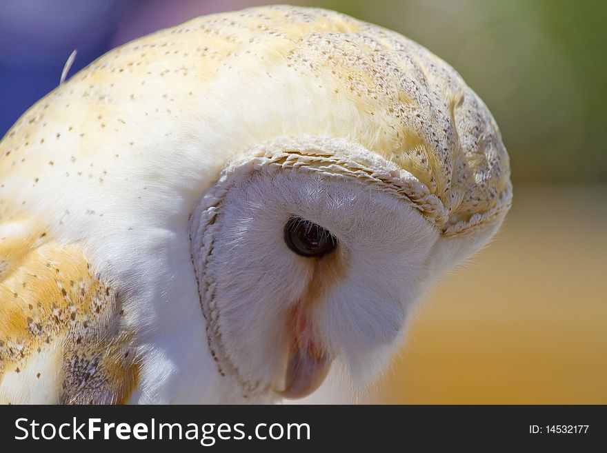 Owl portrait, white little bird