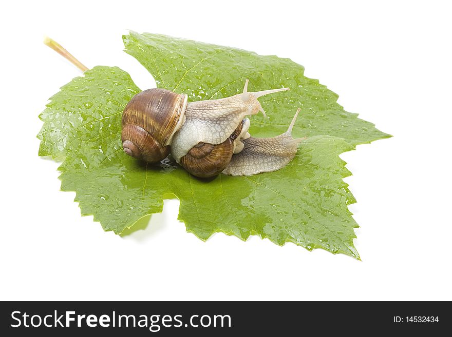 Snails make love in the studio, on the vine leaves isolated on white background