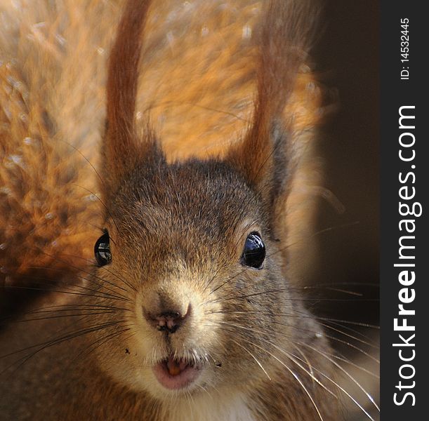 The Red Sqirrel is talking to you. . The Red Sqirrel is talking to you.