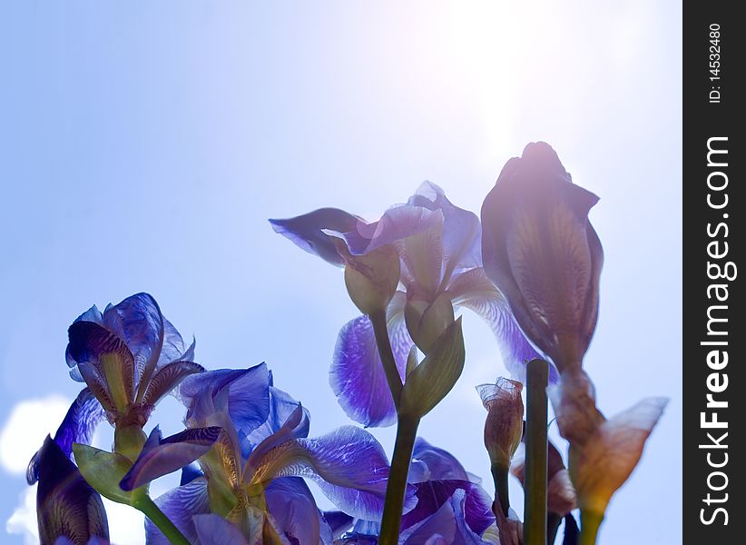 Iris flowers reach after sky