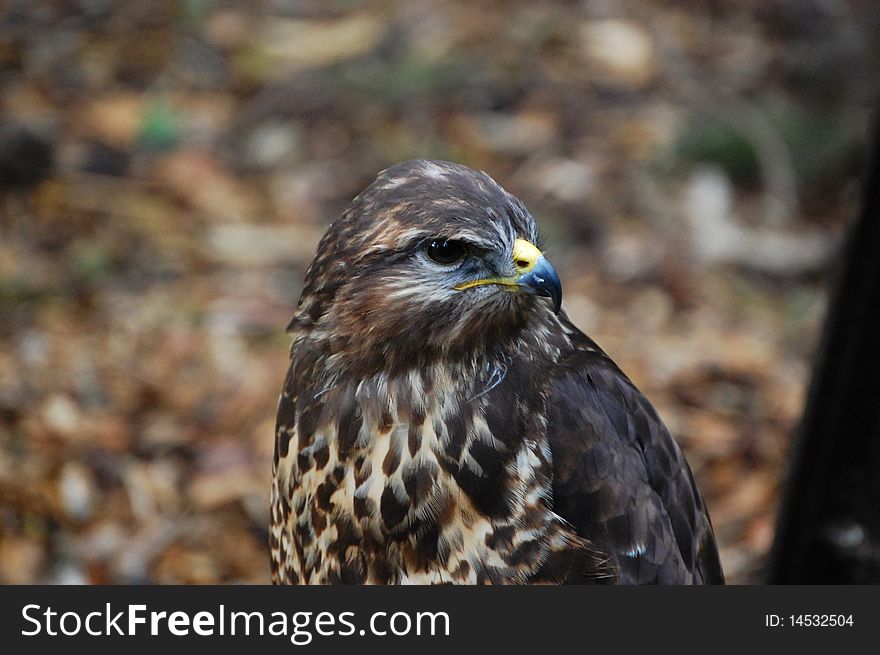 Portrait of falcon with brown background