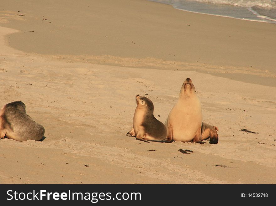 Three seals on a beach
