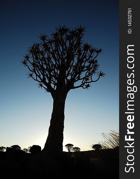 Sunset - and in front a Quiver tree (Aloe dichotoma) near Keetmanshoop (Namibia). Sunset - and in front a Quiver tree (Aloe dichotoma) near Keetmanshoop (Namibia).