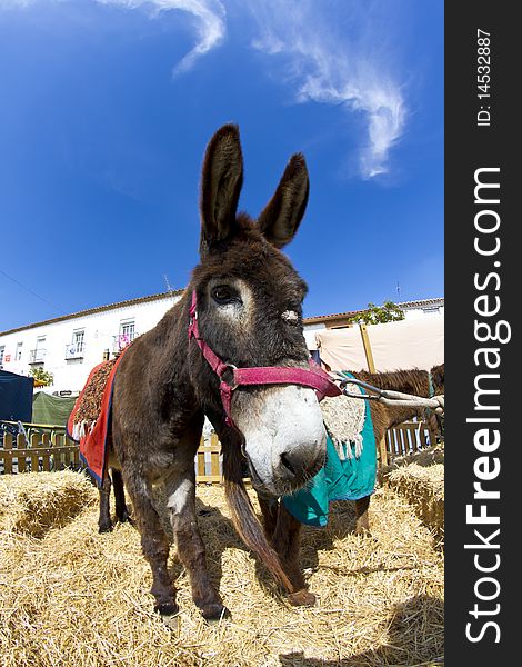 Farmland and  Donkey head portrait