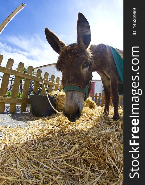 Farmland and  Donkey head portrait