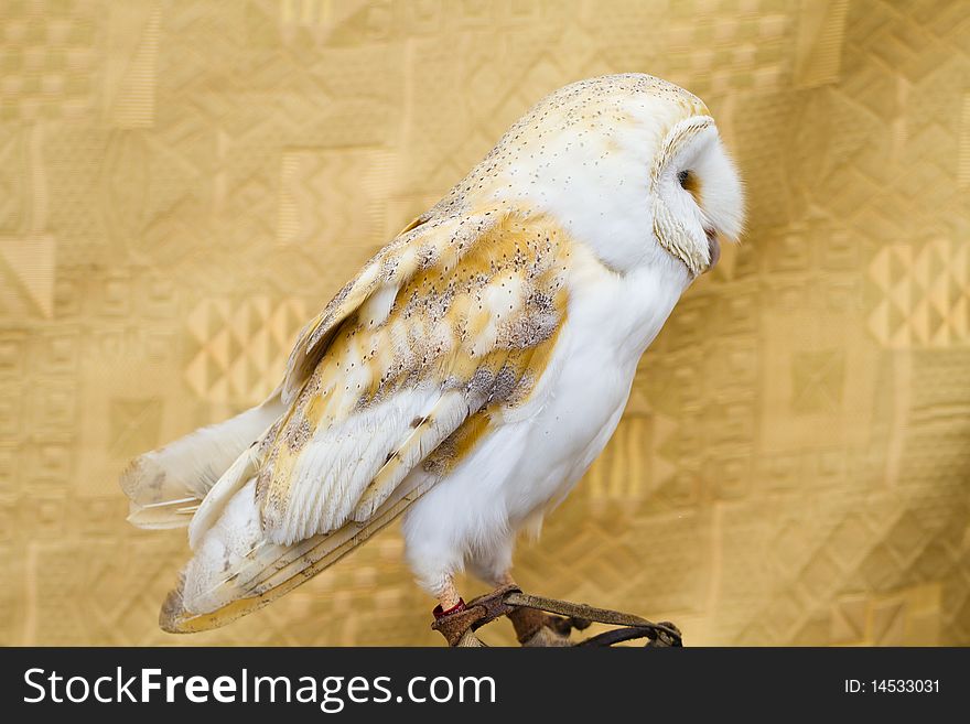 Owl portrait, white little bird