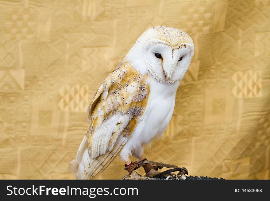 Owl portrait, white little bird