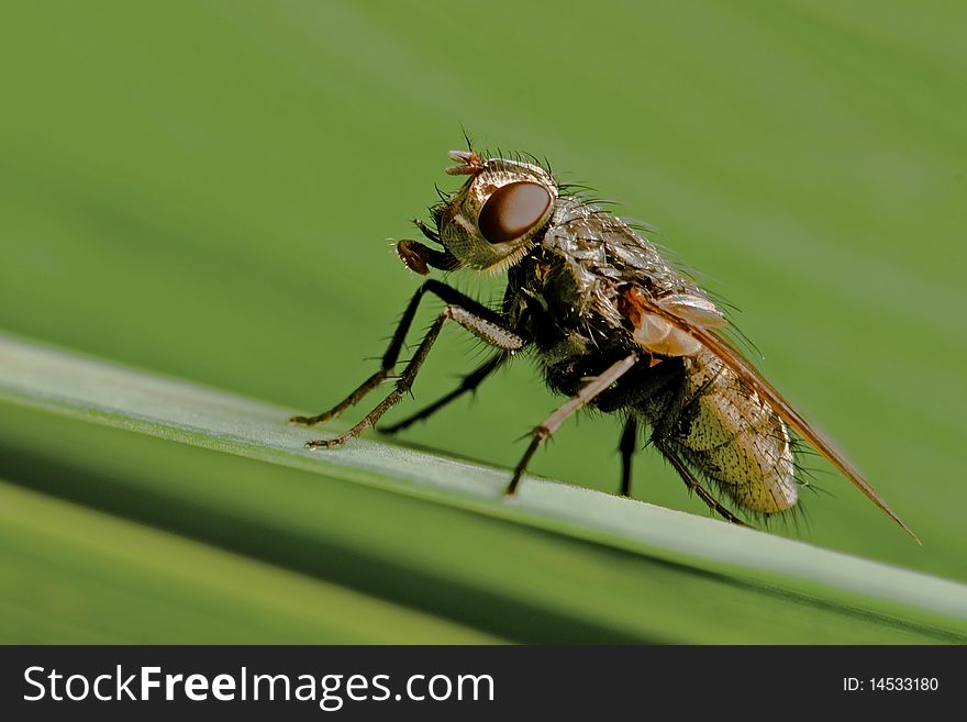 Fly sitting on a straw with green background