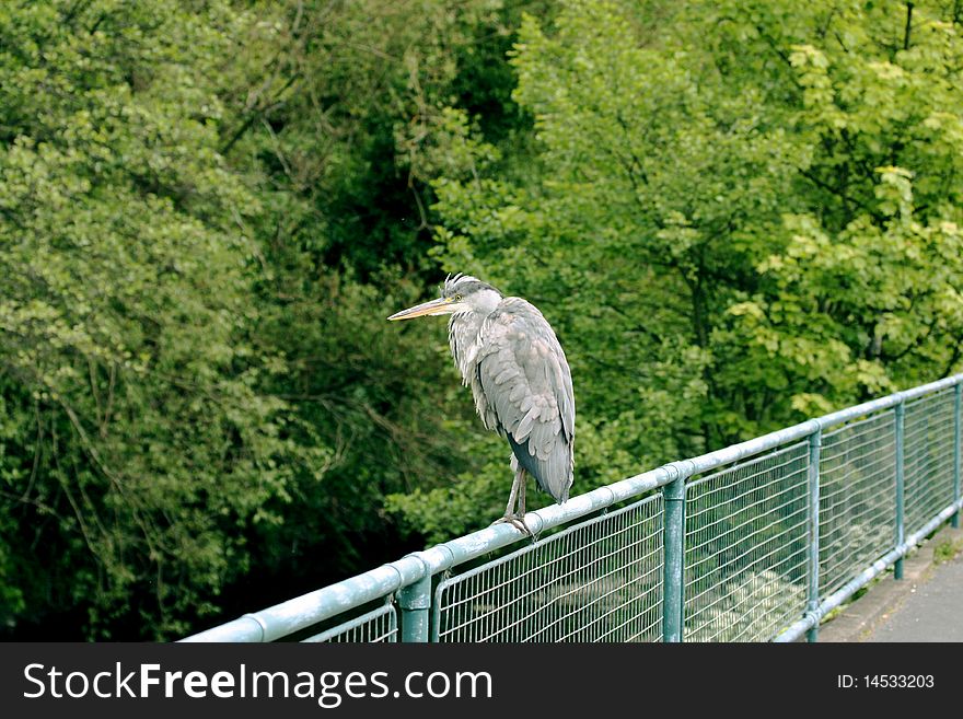 An unafraid gray heron sitting on a fence. An unafraid gray heron sitting on a fence