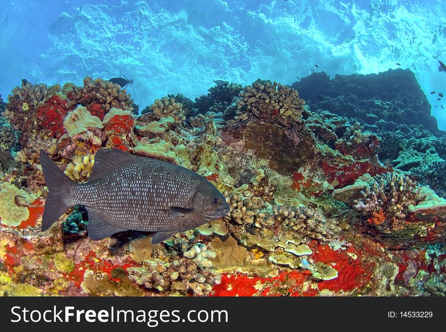 A pacific chub makes it home on a colorful reef in Hawaii. A pacific chub makes it home on a colorful reef in Hawaii.