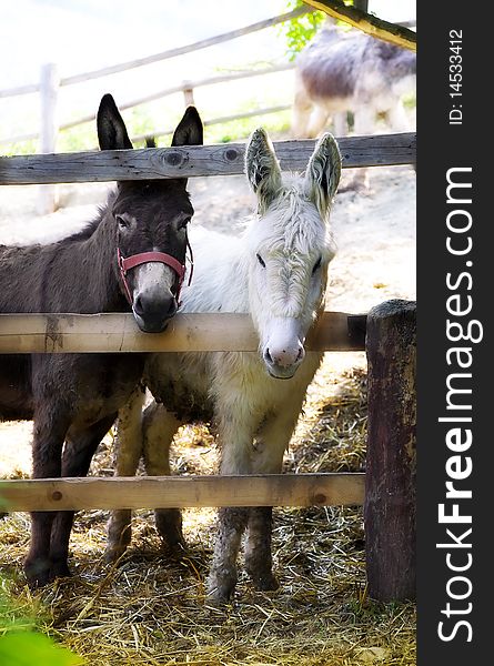 Two young donkeys looking at you Photo taken