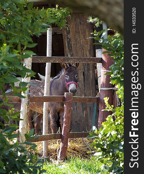 Donkey in a beautiful farm