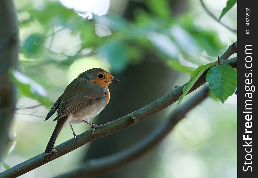 Robin sitting on a branch in the forest