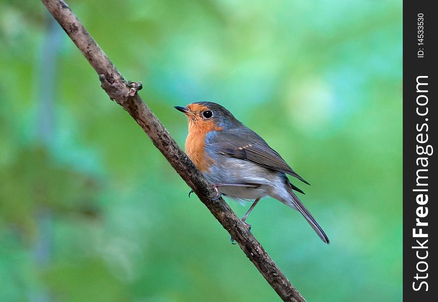 Robin sitting on a branch in the forest