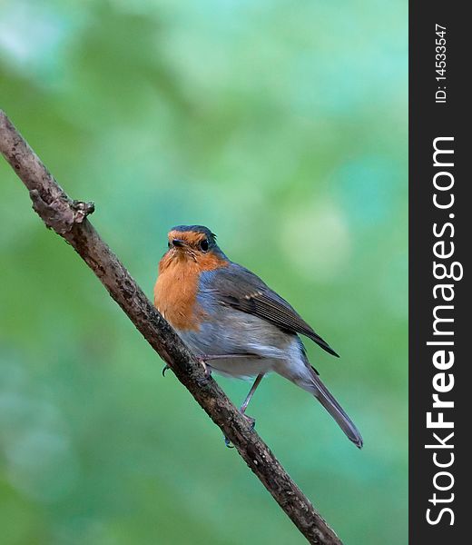 Robin sitting on a branch in the forest