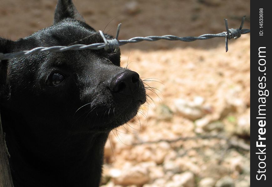 Small black dog behind a fence