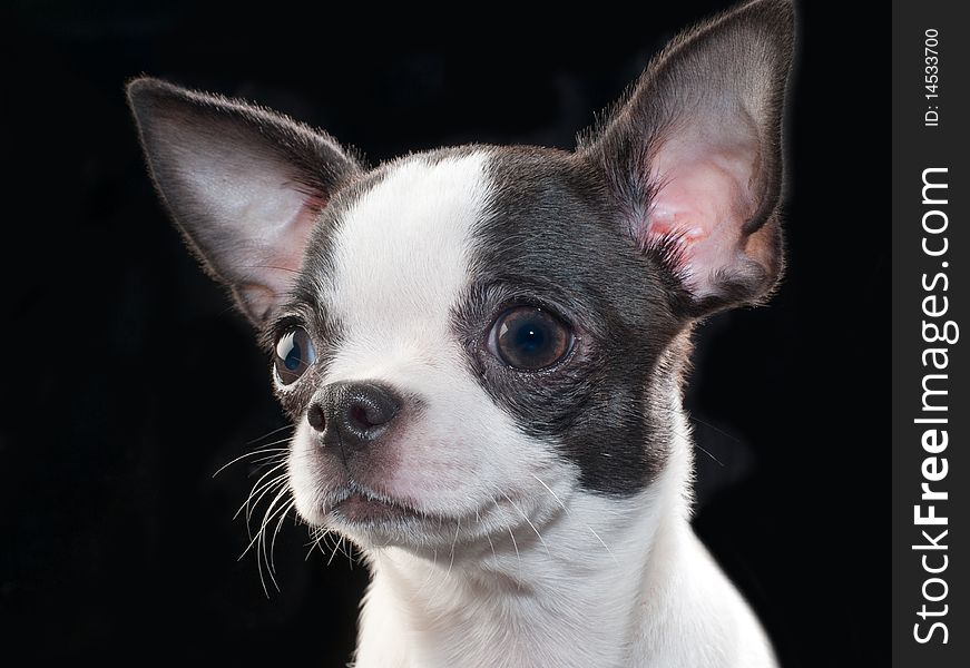 White with black chihuahua puppy portrait on black close-up studio shot