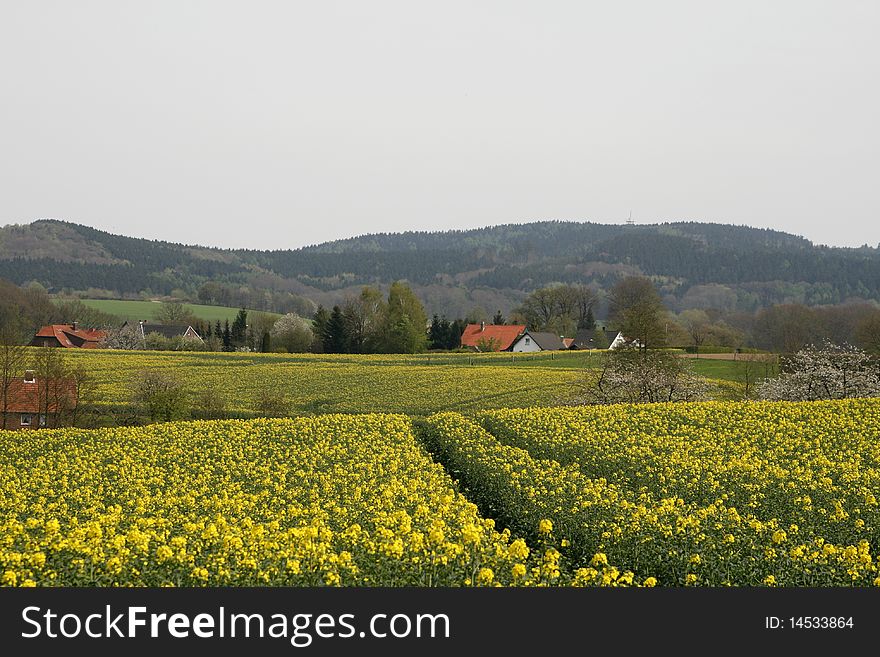 Rape Field In Spring, Hagen, Teutoburg Forest