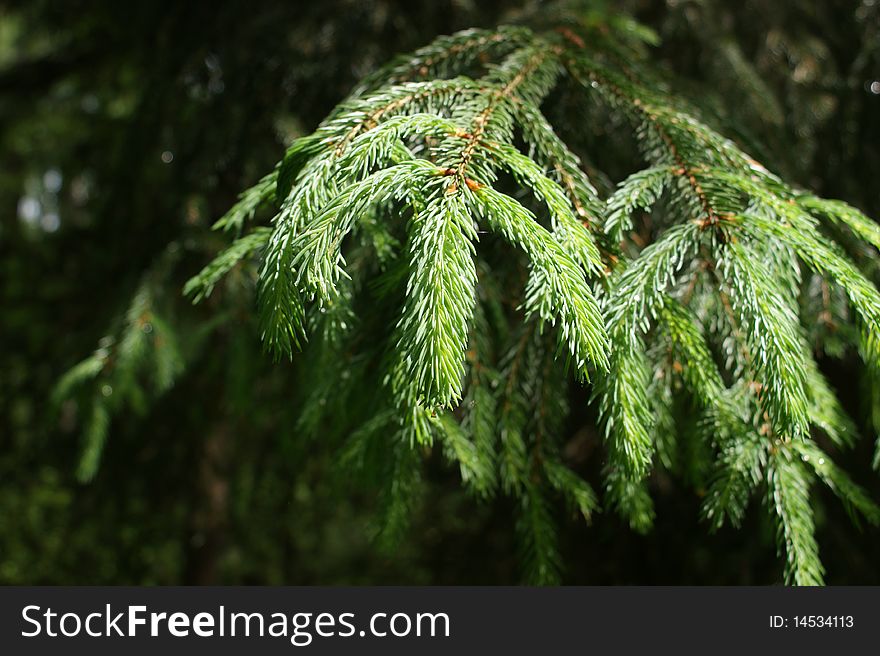 Green spring pine fir brunch. Green spring pine fir brunch