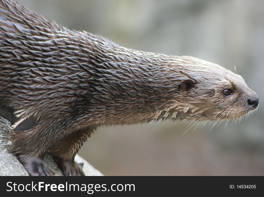 A picture of a wet Otter