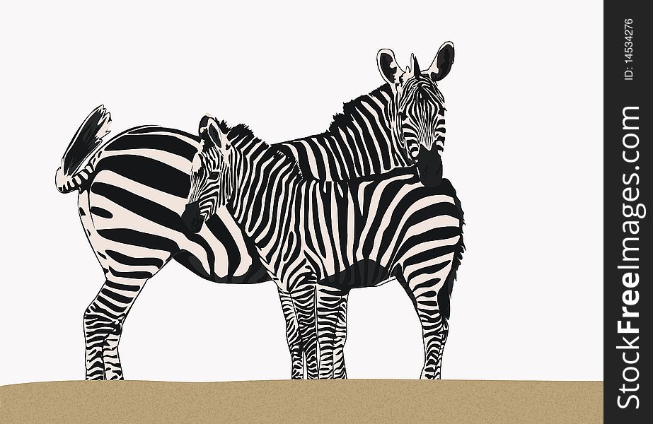 A drawing of a zebra with their young animal. A drawing of a zebra with their young animal.