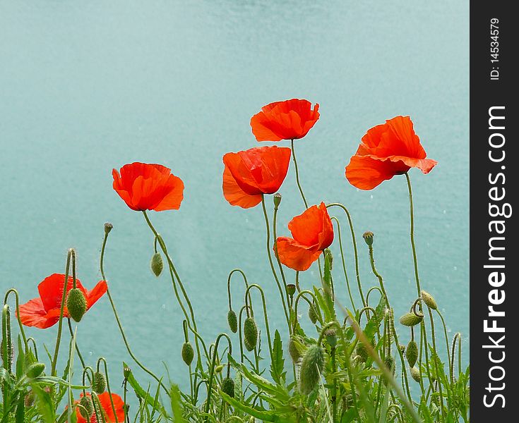 Poppies above the Danube river in Hungary. Poppies above the Danube river in Hungary
