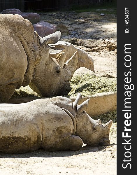 White rhino (Ceratotherium simum), big mammal