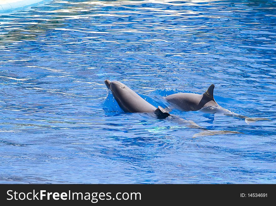 Dolphin jump out of the water in sea