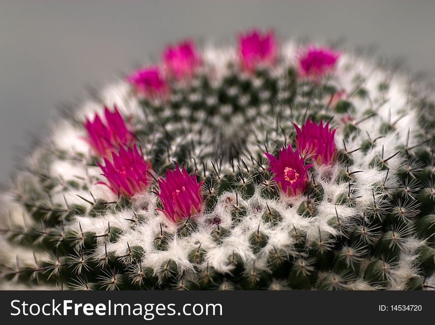 The purple mammilaria cactus flowers