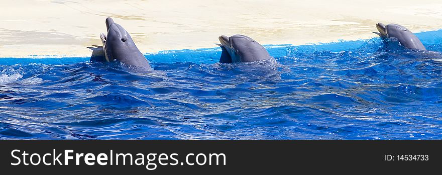 Dolphin jump out of the water in sea