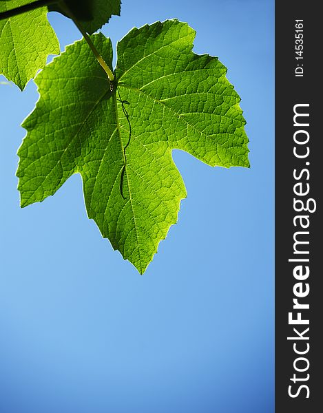 Vine leaves on a blue background. Vine leaves on a blue background