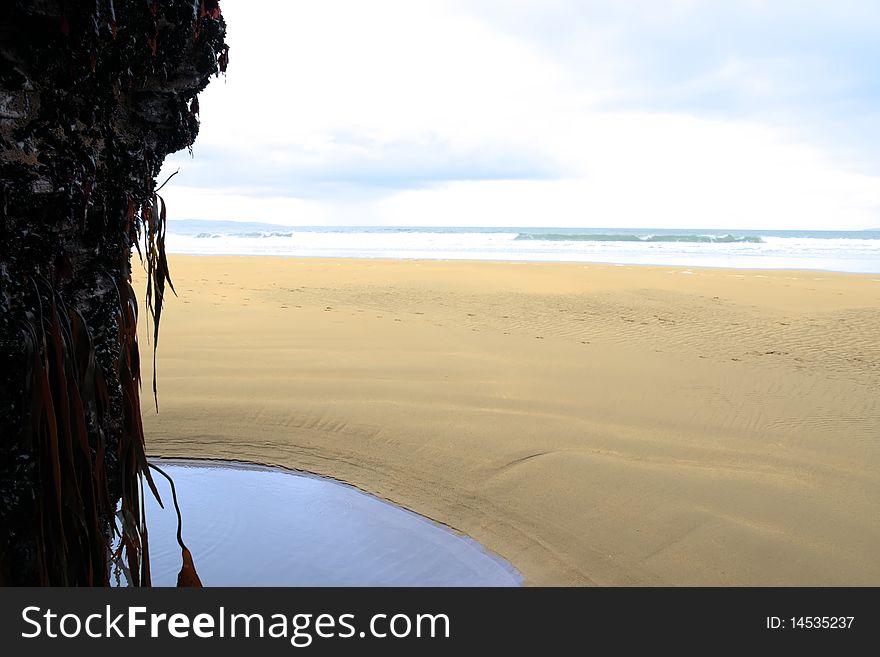 Seaweed hanging from a cliff on the ballybunion coastline on irelands west coast