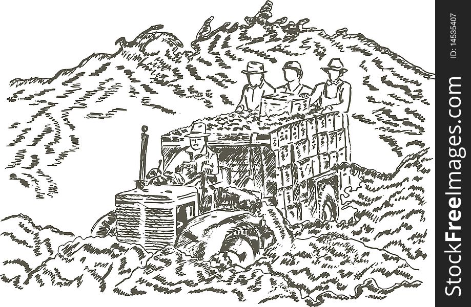 Harvesting - pencil hand drawing for all design. Harvesting - pencil hand drawing for all design