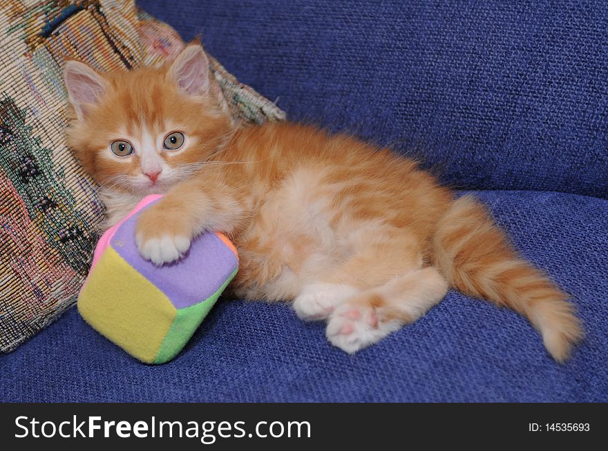 Mixed-breed red and white kitten plays with a toy cube. Mixed-breed red and white kitten plays with a toy cube